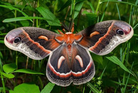 On the Subject of Nature: Cecropia Moth