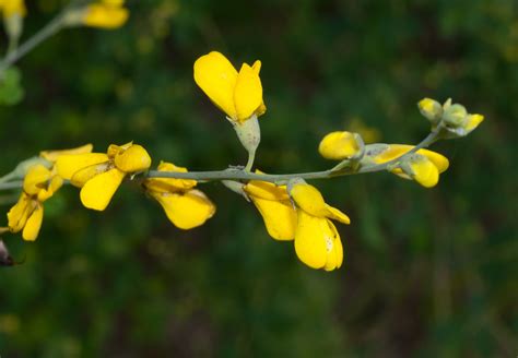 Baptisia tinctoria (Wild indigo)