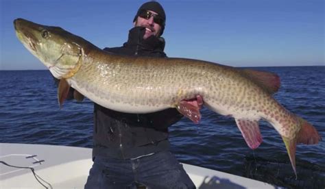 Minnesota Angler Catches Potential World Record Muskie | OutdoorHub