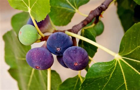 It Can Be 'A Demanding Houseplant' - How To Grow A Fiddle-Leaf Fig Tree ...