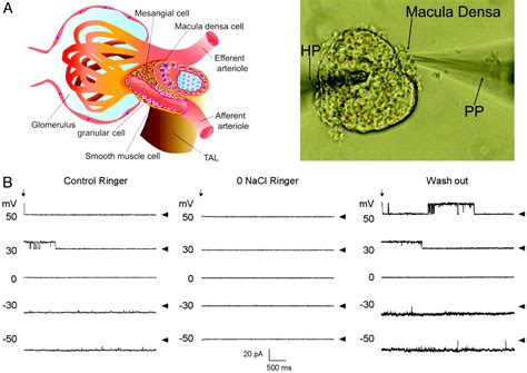 Macula densa cell signaling involves ATP release through a maxi anion channel | PNAS