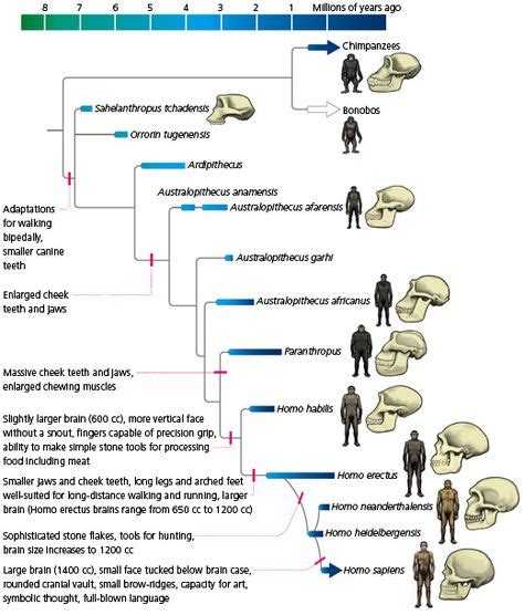 46 Fossils, Evolution and Dinosaurs ideas | evolution, fossils, science ...