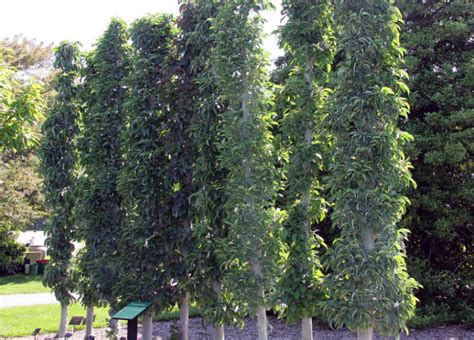 How to Grow Columnar Apple Trees in Your Urban Garden - Garden and Happy