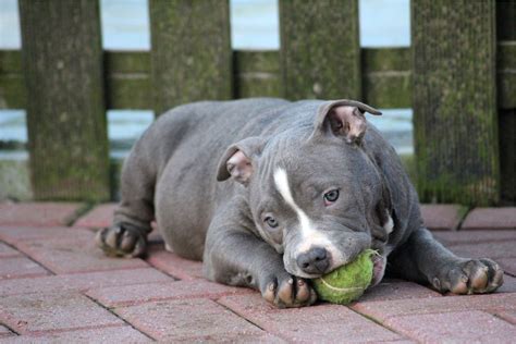 American Bully 4k Wallpaper | American bully, Bully puppies, American bulldog puppies