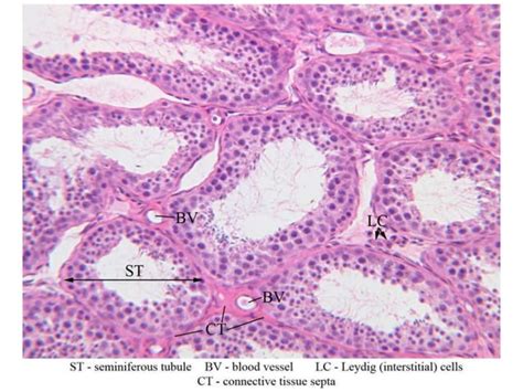 Synthesis and Metabolism of Androgen in Male Reproductive System