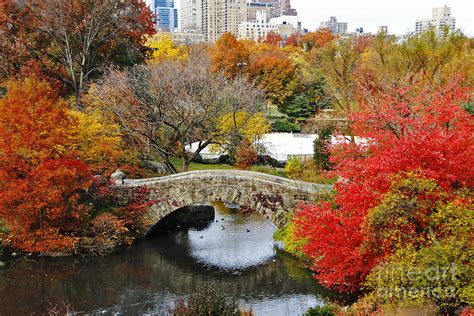 Fall Foliage in Central Park Photograph by Nishanth Gopinathan