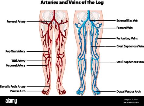 Venas de la pierna imagen anatomica Imágenes recortadas de stock - Alamy