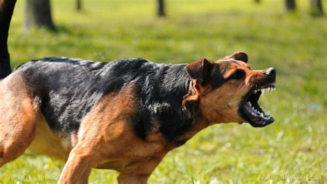 Is your dog hormonal? Biologists say they could be to blame for aggressive behavior ...