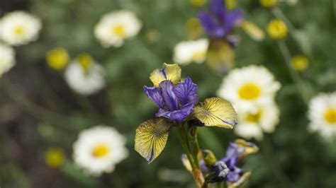 Siberian Iris (Iris 'So Van Gogh') in the Irises Database - Garden.org