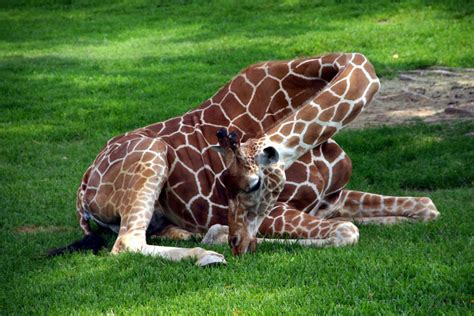 How Do Giraffes Sleep? - Sleeping Habits of Giraffes