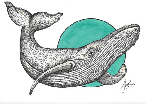 コンプリート！ whale illustration 222698-Whale illustration pinterest