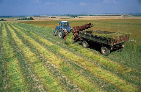 Flax | Description, Fiber, Flaxseed, Uses, & Facts | Britannica