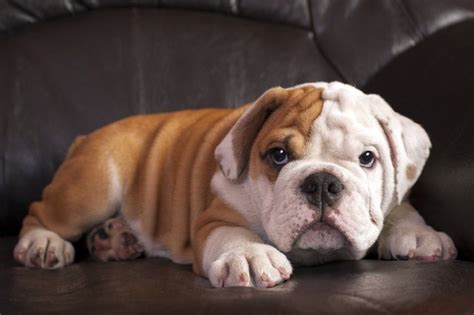 Top Ten Couch Potato Dogs | Cuteness