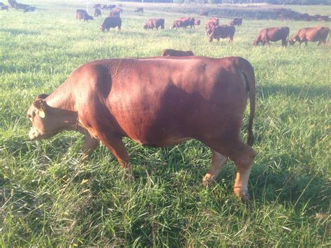 South Poll cattle video describing how they work great on 100% grass ...