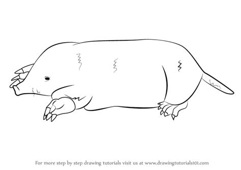 Learn How to Draw a Mole (Other Animals) Step by Step : Drawing Tutorials