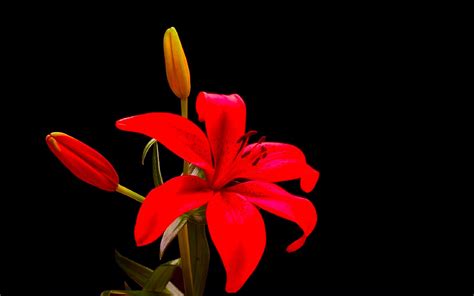 Free photo: Red flowers - Color, Colour, Flower - Free Download - Jooinn