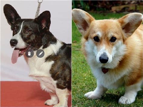 Cardigan Corgi vs. Pembroke: What's the Difference?