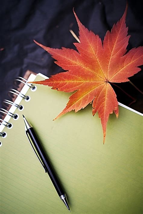 Fall Leaves Background Wallpaper Image For Free Download - Pngtree