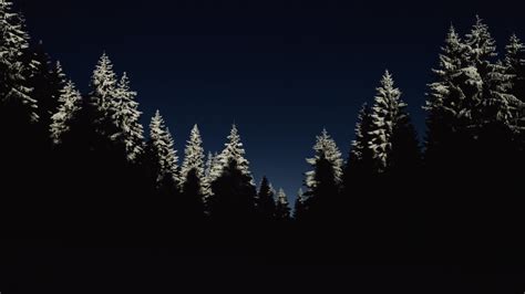 Free Images : tree, forest, branch, winter, light, sky, night, dark, shadow, darkness, fir ...