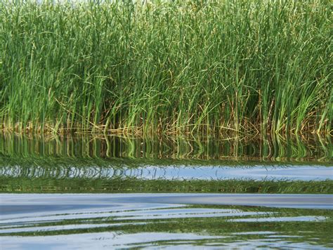 File:Danube Delta Reeds.JPG - Wikimedia Commons