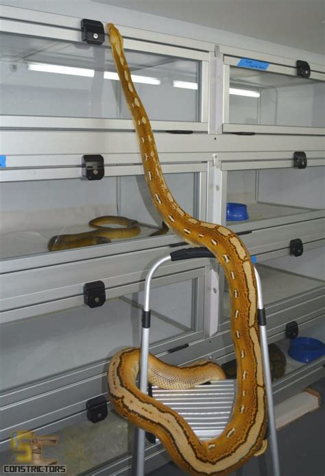 Helping clean cages | Beautiful snakes, All about snakes, Reptiles