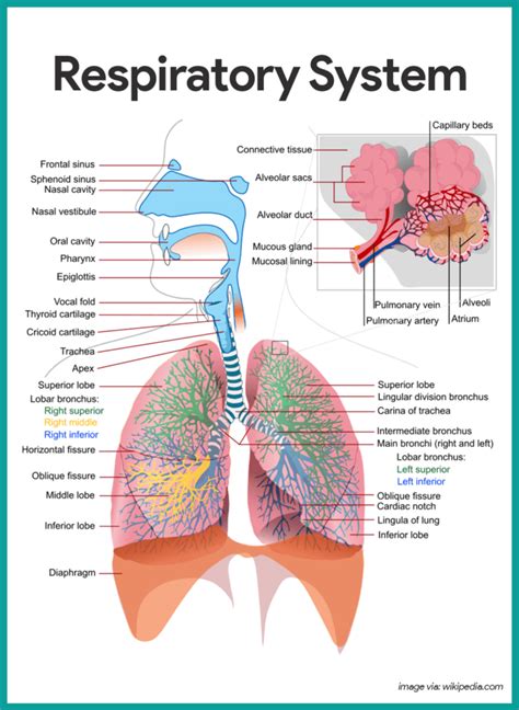 Respiratory System Anatomy and Physiology - Nurseslabs