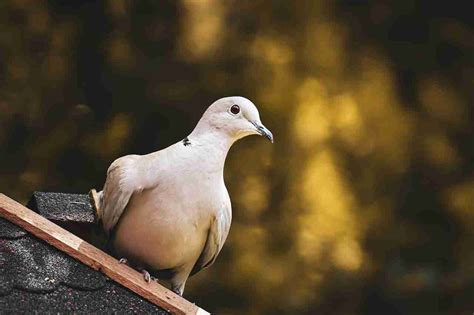 15 Irish language bird names to enjoy today - WE ARE IRISH