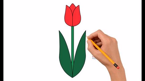 Tulip Flower Drawing Easy Step By | Best Flower Site