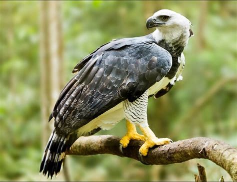 Harpy Eagle: National Bird of Panama | Interesting facts about Harpy Eagle