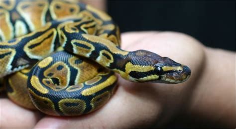 Snakes | Veterinarian in Monument, CO | Right at Home Veterinary Care