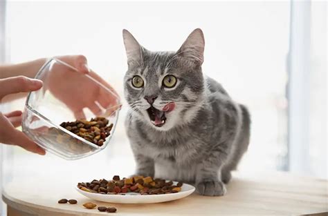 Ingin Mengganti Makanan Kucing? Perhatikan Hal Ini