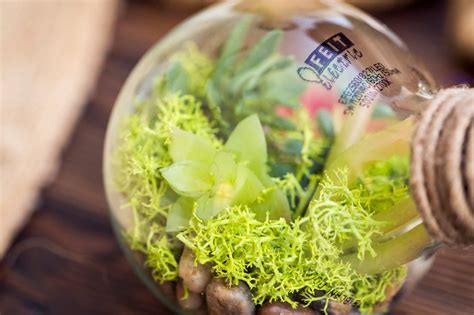 Hidden Treasures: Upcycle Old Bulbs Into a Tiny Terrarium