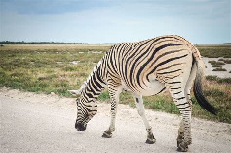 Zebra, Etosha NP – Mountain Zebra National Park