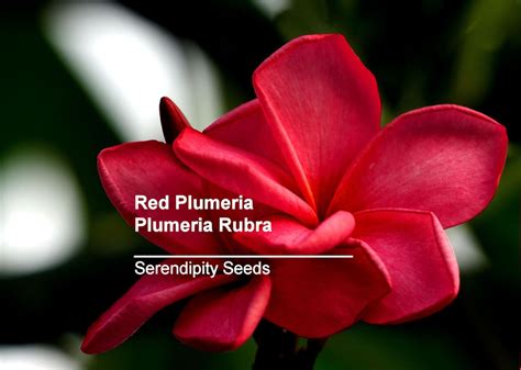 Tropical Seeds-plumeria Rubra 10 Seeds red Frangipani - Etsy