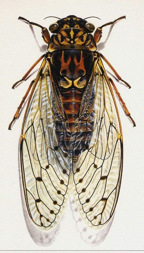 120 Cicada ideas in 2021 | cicada, insect jewelry, insect art