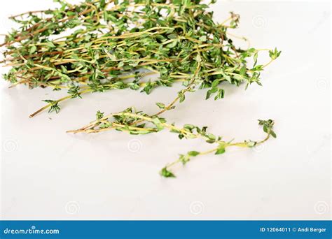 Fresh Thyme Sprigs On White Stock Image - Image: 12064011