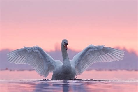 Pink Swan Photograph by Roeselien Raimond