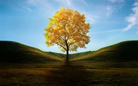 1920x1200 Resolution Field with Lone Tree in Autumn 1200P Wallpaper - Wallpapers Den