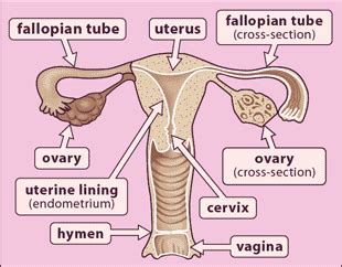 Holistic Medicine and Holistic Healing: Common Ovarian Cyst Types and The Way They Develop