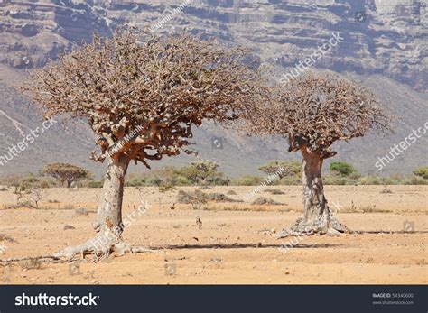 Myrrh Tree Commiphora Myrrha Tree Burseraceae Stock Photo 54340600 - Shutterstock