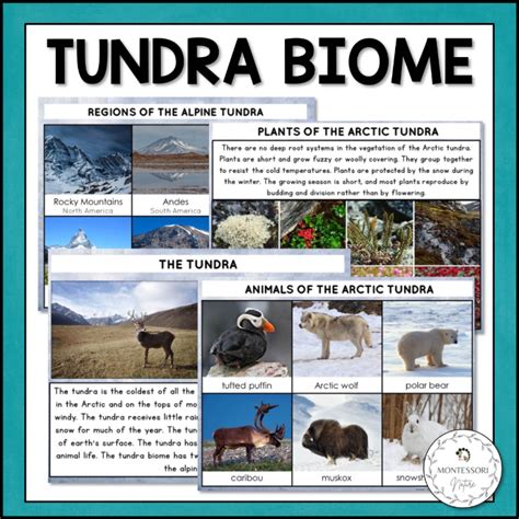 Alpine Tundra Biome Animals