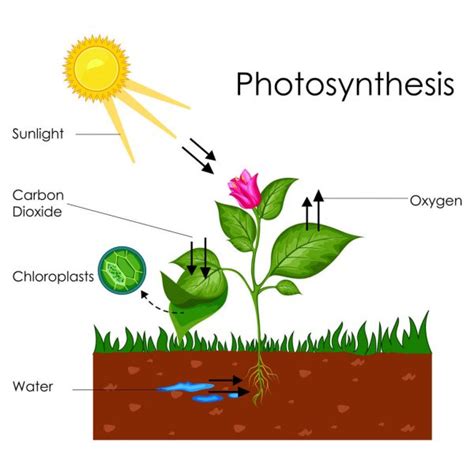 Álbumes 93+ Foto Fotosíntesis Y Respiración De Las Plantas Alta ...