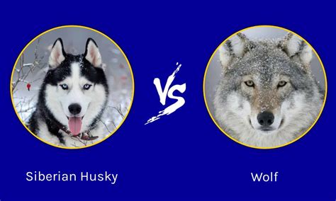 Siberian Husky vs Wolf: 5 Key Differences - A-Z Animals