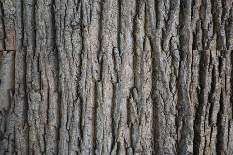 Seamless Maple (wood Texture) Stock Photo - Image of lines, natural: 25926258