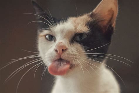 Cat Got Your Tongue? Cats in Our Language and Culture - PetHelpful