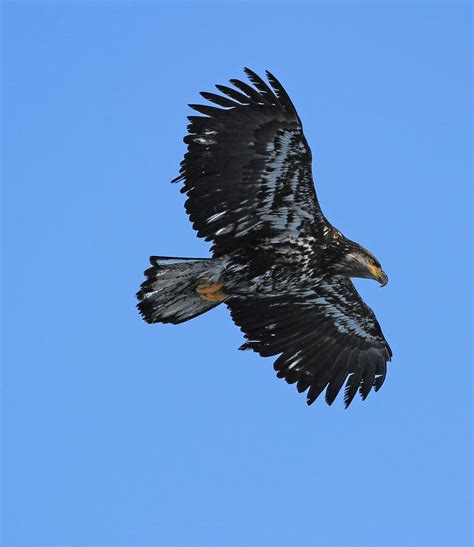 Soaring High Eagle Photograph by Sam Amato | Fine Art America