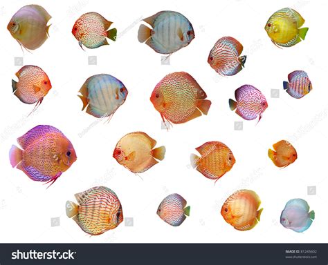 Symphysodon Discus Heckel Stock Photo 81245602 | Shutterstock