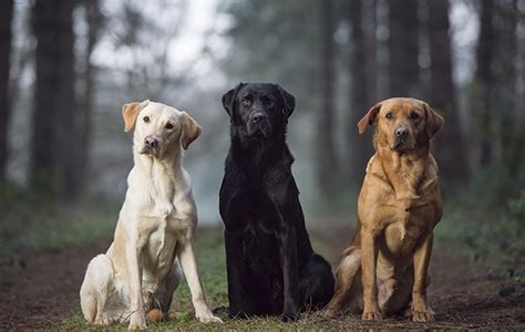 Best labrador colour: does coat make a difference? - The Field