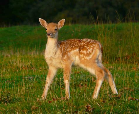 Fallow Deer Fawn - a photo on Flickriver