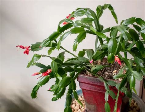 Thanksgiving Cactus Propagation: Stem Cuttings & Division – Citycacti